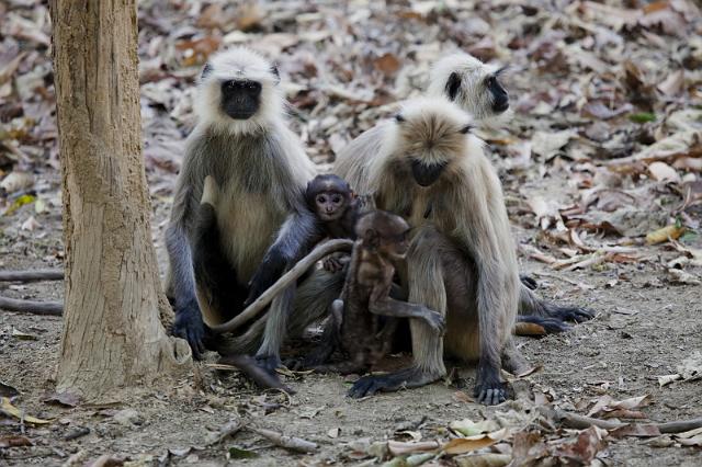 012 Kanha Nationaal Park, Grijze Langoer.jpg